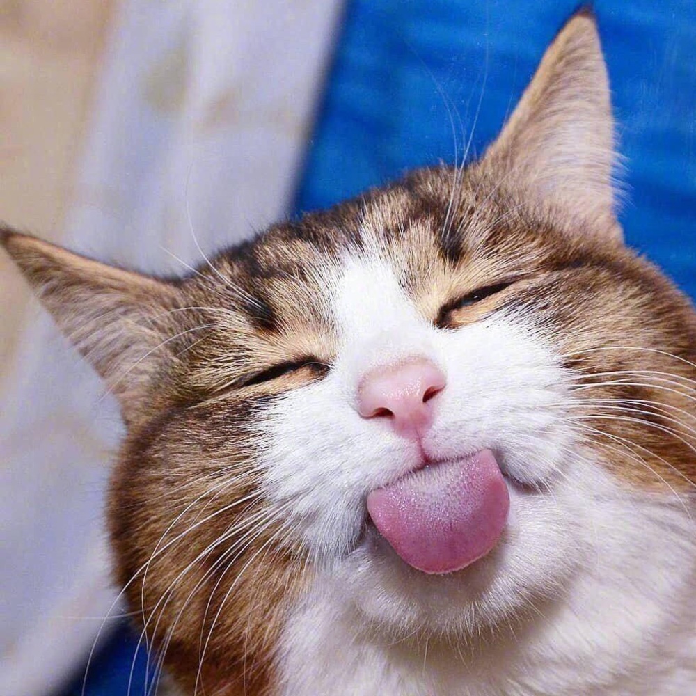 Meet your Posher, Jj